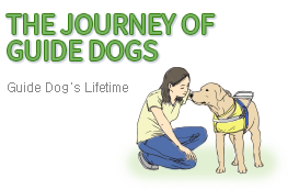 THE JOURNEY OF GUIDE DOGS - Guide Dog's Lifetime