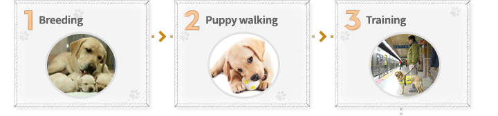 1. breding - 2. puppy walking - 3. training 