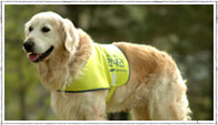 Guide dog image