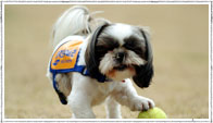 Therapy dog image