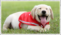 Guide dog image