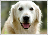 Guide dog image