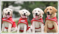 Guide dog image