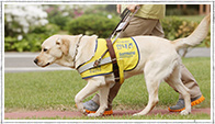 guide dog image