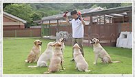 guide dog school image