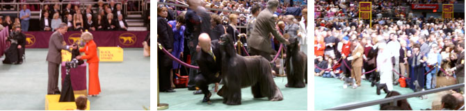 Westminster Dog Show À̹ÌÁö